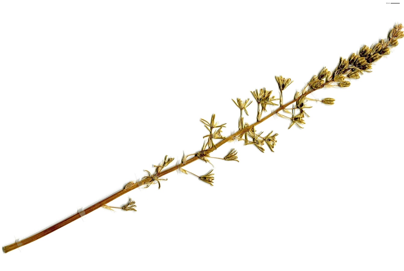 Loncomelos pyrenaicum subsp. pyrenaicum (Asparagaceae)